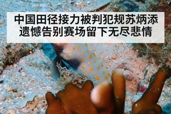 中国田径接力被判犯规苏炳添遗憾告别赛场留下无尽悲情